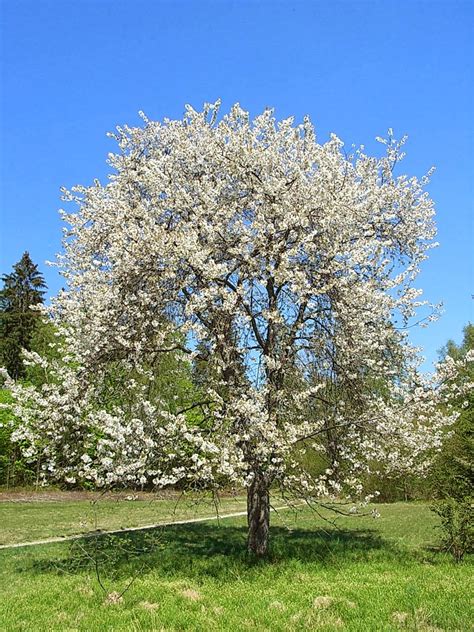 Wild cherry (Prunus avium)